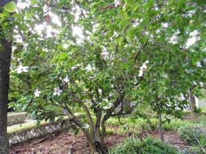 Ficus Rosa Sinensis         